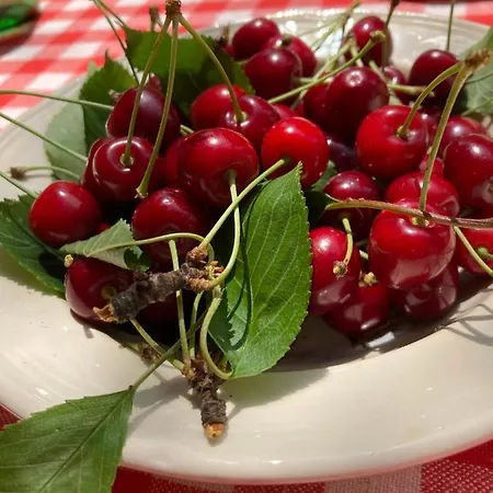 Du Hibou - Jolie Dependance Sur Verger Casa de Férias Muhlbach-sur-Munster